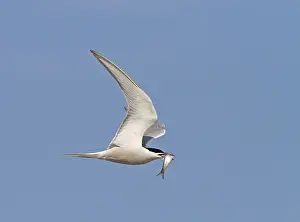 Common Tern In Flight Drucke: Common tern, Sterna hirundo longipennis