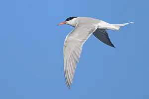 Laridae Family Birds Drucke: Common tern, Sterna hurundo