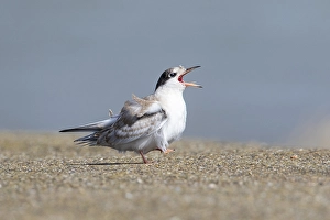 Sterna Hirundo Images Drucke: Common Tern, Visdief, Sterna hirundo