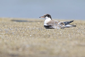 Bilder Datiert 5. September 2020: Gelbbraune Sternchen, Visdief, Sterna hirundo