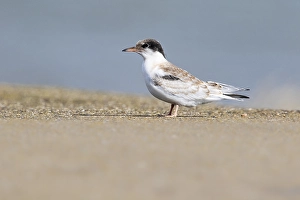 Sterna Hirundo Images Drucke: Common Tern, Visdief, Sterna hirundo