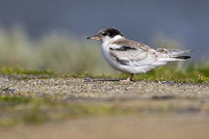 Bilder Datiert 5. September 2020: Gelbbauchsturmtaucher, Visdief, Sterna hirundo