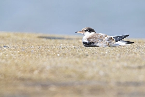 Bilder Datiert 5. September 2020: Gelbfuß-Tern, Visdief, Sterna hirundo