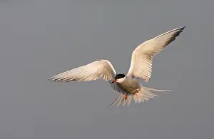 Common Tern In Flight Drucke: Common Tern, Visdief, Sterna hirundo