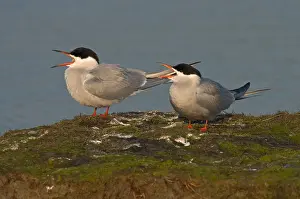 Bilder Datiert 4. Juni 2025: Gelbhalssturmtaucher, Visdief, Sterna hirundo