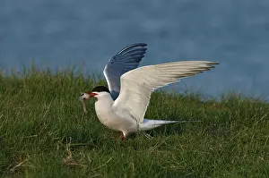Bilder Datiert 1. Mai 2005: Gelbbraune Sternchen, Visdief, Sterna hirundo