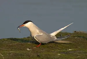 Bilder Datiert 12. Juni 2014: Gelbhalssturmtaucher, Visdief, Sterna hirundo
