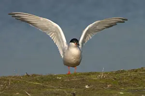 European Coastal Wildlife Drucke: Common Tern, Visdief, Sterna hirundo