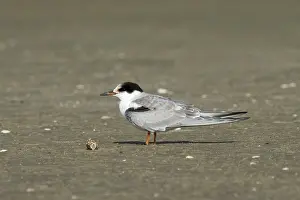 Bilder Datiert 24. September 2005: Gelbhalssturmtaucher, Visdief, Sterna hirundo