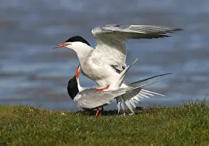 Bilder Datiert 22. Mai 2005: Agami-Bild des Gemeinen Schreiberlings, Visdief, Sterna hirundo Paarung; Visdief-Eltern