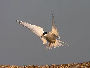 Common Tern In Flight Drucke: Common Tern, Visdief, Sterna hirundo