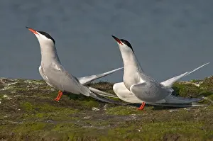 Bird Behaviour Drucke: Common Tern, Visdief, Sterna hirundo