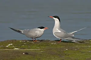 Bird Behaviour Drucke: Common Tern, Visdief, Sterna hirundo