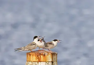 Agami-Bild des Gemeinen Schreiberlings