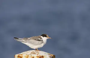 Gelbbauchsturmtaucher, Visdief, Sterna hirundo