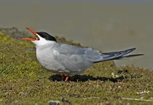 Common Tern Drucke: Common Tern, Visdief, Sterna hirundo