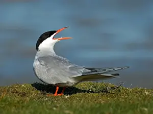 Bilder Datiert 22. Mai 2005: Gelbbraune Buntseeschwalbe, Visdief, Sterna hirundo