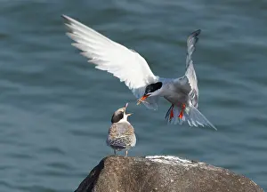 Common Tern Drucke: Common Tern, Visdief, Sterna hirundo