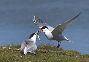 Bilder Datiert 22. Mai 2005: Gelbfußtern, Visdief, Sterna hirundo