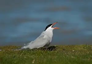 Common Tern Drucke: Common Tern, Visdief, Sterna hirundo