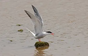 Common Tern Drucke: Common Tern, Visdief, Sterna hirundo