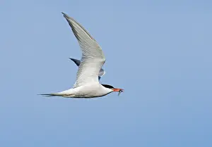 Flying Birds Drucke: Common Tern;Sterna hirundo