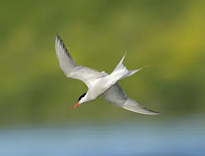 Gerahmter Druck : Common Tern; Sterna hirundo Gerahmter Druck : Common Tern; Sterna hirundo