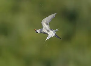 Sterna Hirundo Drucke: Common Tern;Sterna hirundo