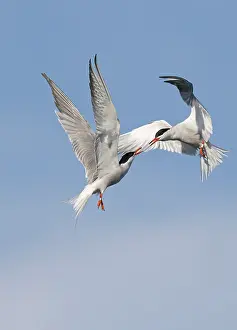Avian Wildlife Photography Drucke: Common Tern;Sterna hirundo