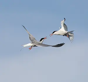 Sterna Hirundo Drucke: Common Tern;Sterna hirundo