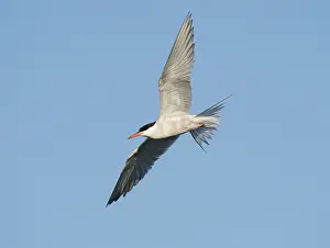 Bird Migration Patterns Europe Drucke: Common Tern;Sterna hirundo