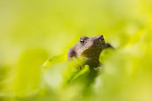 Bufo Bufo Drucke: Common Toad, Bufo bufo