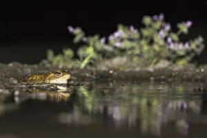 Bufo Bufo Species Drucke: Common Toad, Gewone Pad, Bufo bufo