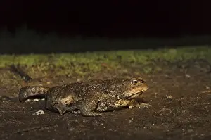 Bufo Bufo Drucke: Common Toad, Gewone Pad, Bufo bufo