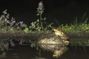 Bufo Bufo Drucke: Common Toad, Gewone Pad, Bufo bufo