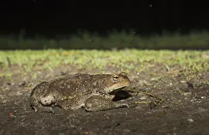 Bufo Bufo Drucke: Common Toad, Gewone Pad, Bufo bufo