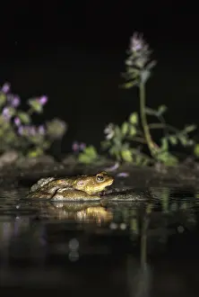Bufo Bufo Drucke: Common Toad, Gewone Pad, Bufo bufo