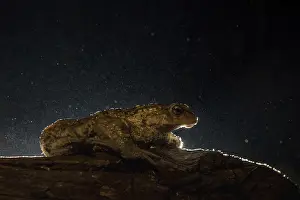 Bufo Bufo Drucke: Common Toad, Gewone Pad, Bufo bufo