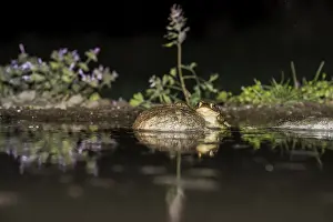 Bufo Bufo Drucke: Common Toad, Gewone Pad, Bufo bufo