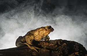 Bufo Bufo Species Drucke: Common Toad, Gewone Pad, Bufo bufo
