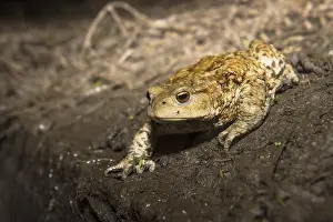 Bufo Bufo Species Drucke: Common Toad, Gewone Pad, Bufo bufo