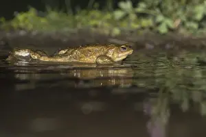 Bufo Bufo Drucke: Common Toad, Gewone Pad, Bufo bufo