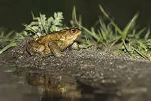 Bufo Bufo Drucke: Common Toad, Gewone Pad, Bufo bufo