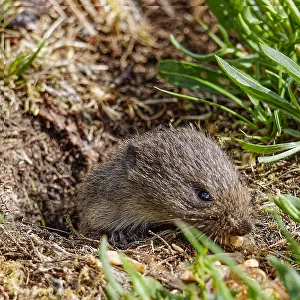 Common Vole Drucke: common vole (Microtus arvalis)
