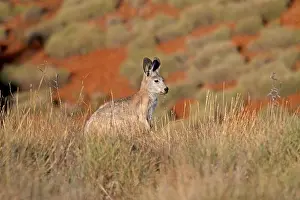 Gerahmter Druck : Gemeiner Wallaroo (Macropus robustus) Gerahmter Druck : Gemeiner Wallaroo (Macropus robustus)
