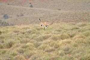 Gemeiner Wandwallaby (Macropus robustus)