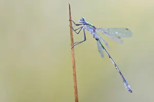 European Damselfly Drucke: Comon Spreadwing; Lestes sponsa