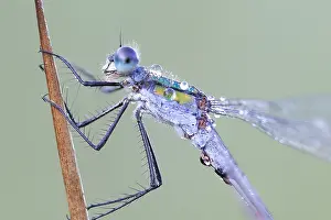 Nature Insect Photography Drucke: Comon Spreadwing; Lestes sponsa