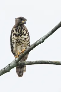 Natural Environment Wildlife Photoshoots Drucke: Congo Serpent-eagle, Dryotriorchis spectabilis