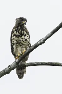 Bilder Datiert 28. Juli 2016: Kongo-Slangenadler, Kongo-Schlangebussard, Dryotriorchis spectabilis